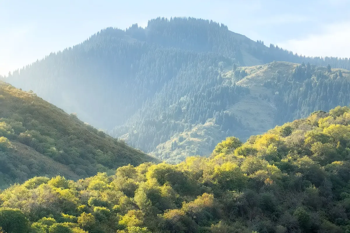 Rolling green foothills in soft morning light, with a forested mountain ridge rising behind