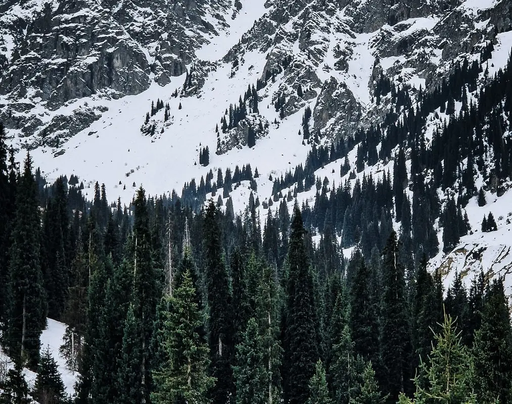 Dark-green spruce forest standing against snow-covered rocky peaks